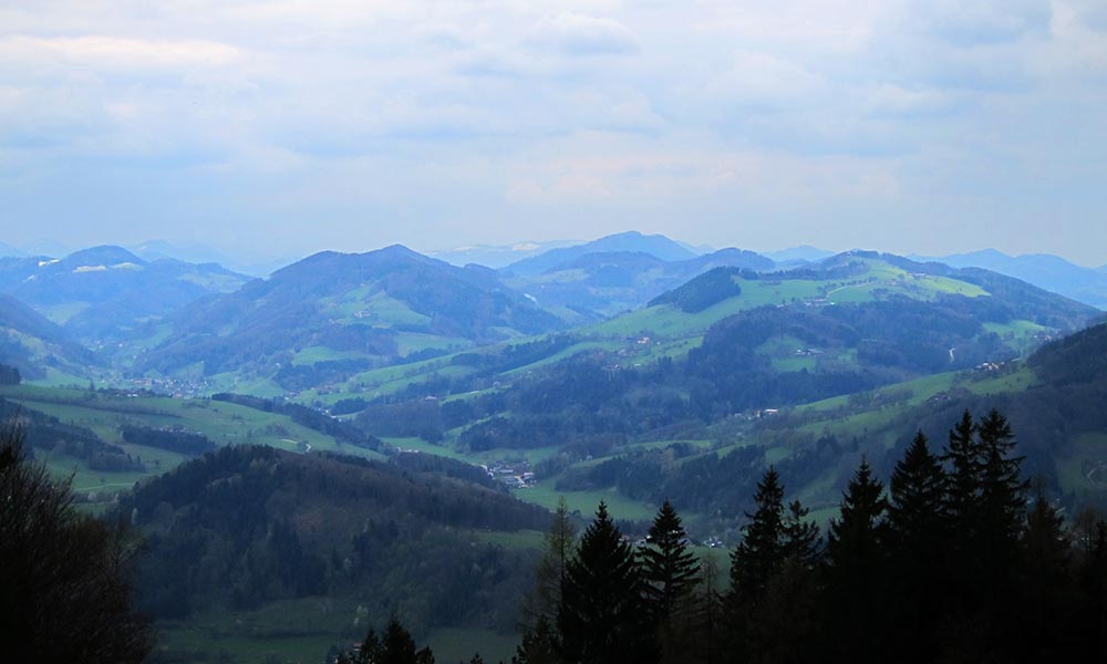 wiesenwienerwald